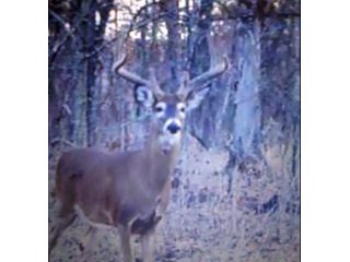 Property photo 19 - LAND AUCTION - 138+/- ACRES OFFERED IN 3 TRACTS IN SPENCER COUNTY, INDIANA